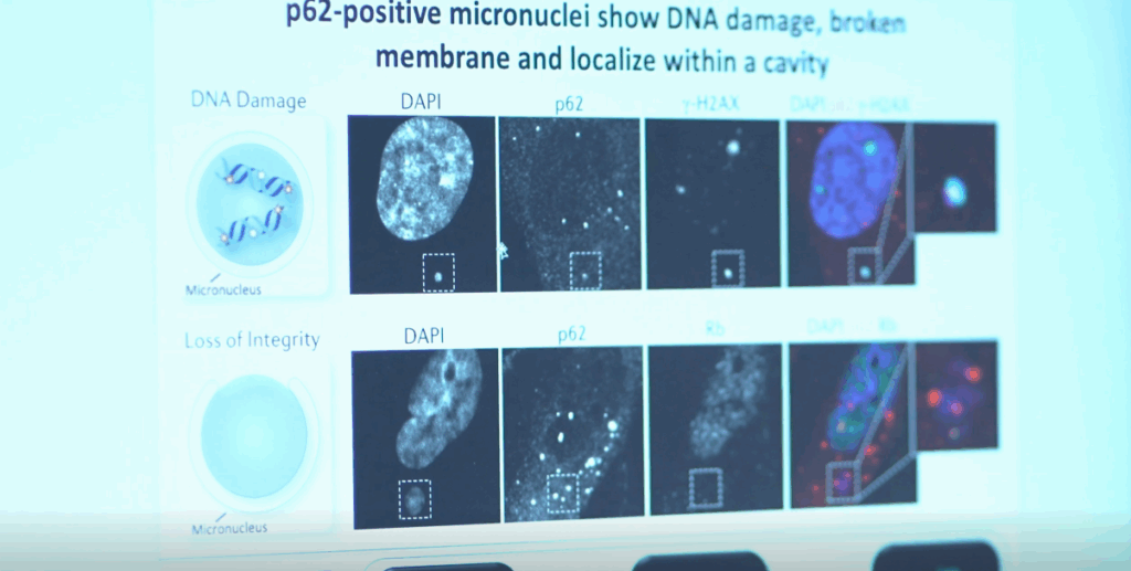 Progetto di Ricerca sulle cellule
aneuploidi