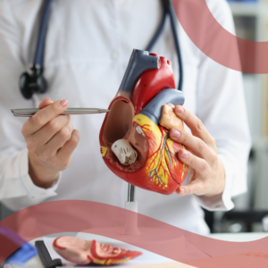 Cuore realistico_Aorta