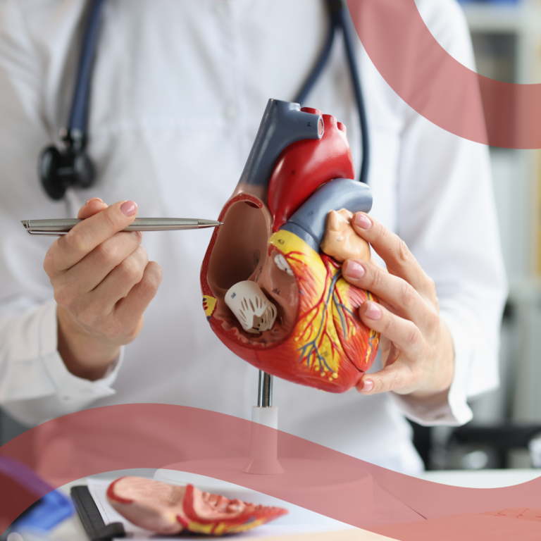 Cuore realistico_Aorta