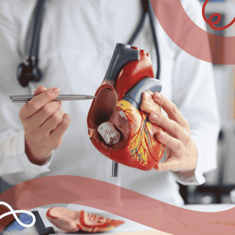 Cuore realistico_Aorta