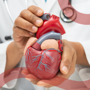 Immagine dottore che tiene in mano un modellino di cuore realistico
